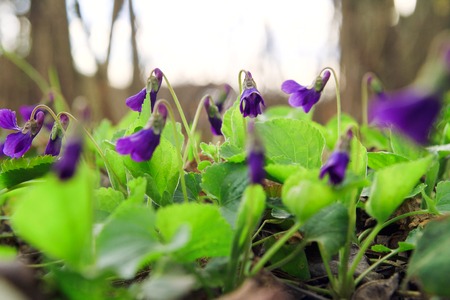 Wild forest violet in the spring forest. Blooming close-up. Nature background.の写真素材