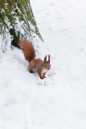Cute red squirrel in the winter forest.の写真素材