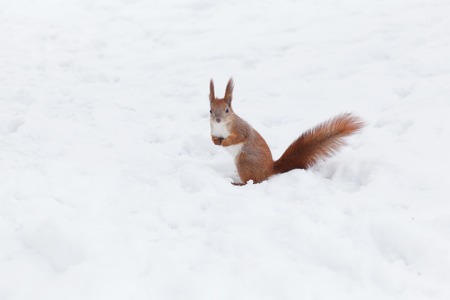 Cute red squirrel in the winter forest.の写真素材