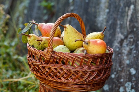 Basket with plenty of pears. Basket full of green organic pears in garden backgroundの写真素材