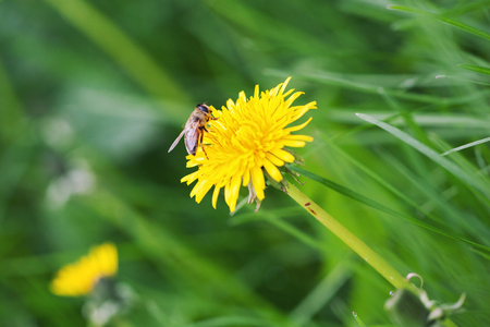 Honey bee on dandelion. Honey bee pollinating on spring meadowの写真素材