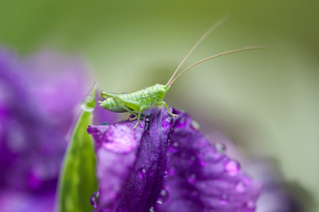 Purple Iris In Morning Dew. Grasshopper On a Iris Flower.の写真素材