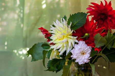 Bunch of dahlia flowers over green garden background bannerの写真素材