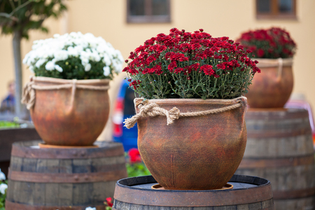 Large flower pots with white and burgundy chrysanthemums. Vases with flowers stand on wooden barrels. Sale of flowersの写真素材