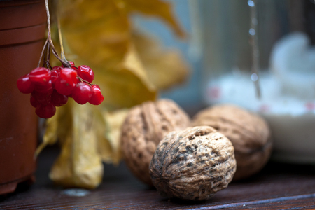 Autumn composition with nuts, guelder rose, leaves. Viburnum opulus. Selective focus. Autumn rustic still life with red berries and walnut.の写真素材