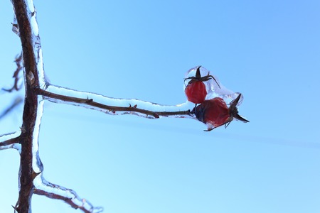Branches of the tree with red berries after the sleet, ice crust and icicles. Blurred, Christmas background. Trees in frost. Selective focus. Close upの写真素材