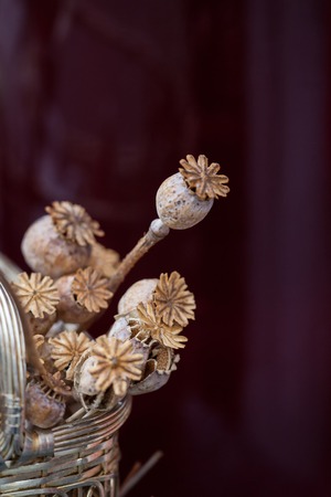 Poppy bunch dried small. Dried flower bunches. Shallow Depth of Field.の写真素材