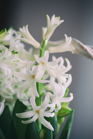 Blooming white hyacinths in a white basket. Shallow Depth Of Fieldの写真素材