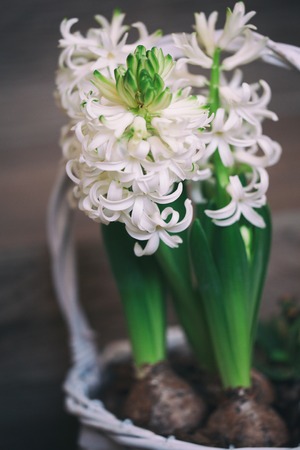 Blooming white hyacinths in a white basket. Spring flowersの写真素材