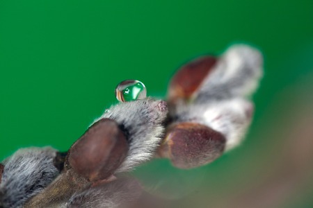 Pussy willow twigs isolated on green background, close-up. Beautiful pussy willow flowers branches.の写真素材
