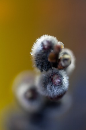 Pussy willow twigs, close-up. Beautiful pussy willow flowers branches.の写真素材