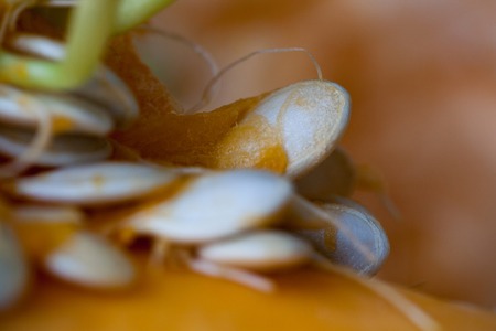 Sprouting pumpkin seeds and fibrous strands within cut pumpkin. Shallow Depth of Field