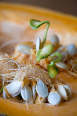 Sprouting pumpkin seeds and fibrous strands within cut pumpkin. Shallow Depth of Fieldの写真素材