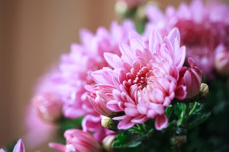 Beautiful pink chrysanthemum flower close-up. Autumn flowers. Flower head. Seasonal autumn flowers. Shallow Depth Of Fieldの写真素材