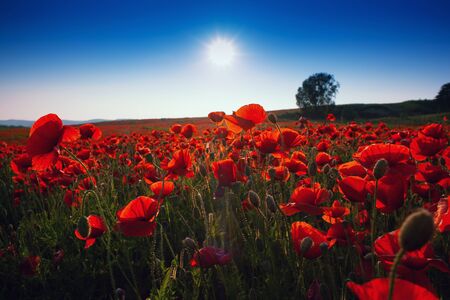 Meadow with beautiful bright red poppy flowers in spring. Beautiful poppy field. Poppies on green field. Rural landscape with red wildflowersの写真素材