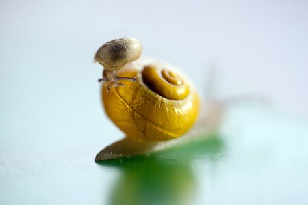 Garden Snail Adult with Baby on its Back. The big snail is taking care about the little one. Shallow Depth of Fieldの写真素材