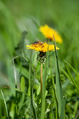 Large yellow dandelion flower with a bee collecting nectar. Hard-working bee collecting honey on...