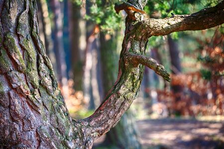 Pine wood trees in a forest. Nature green wood sunlight backgrounds.の写真素材