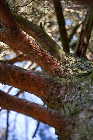 Tree trunk of Pine forest. Nature green wood sunlight backgrounds. Selective focus. Photo up to the...