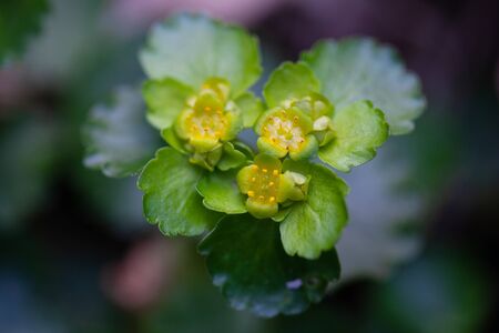 Blooming Golden Saxifrage Chrysosplenium alternifolium with soft edges. Has healing properties.