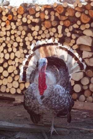 Big turkey in courtyard of village house. Turkey bird.の写真素材