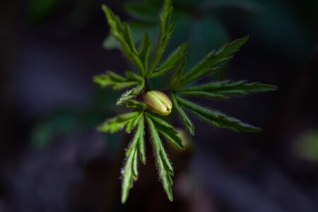 Anemones buds. First spring forest flowers. View of first bud of spring flower anemone anemone in...
