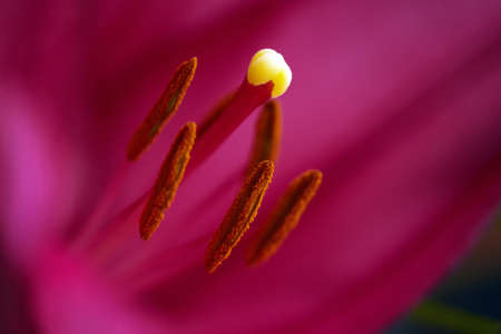 Big pistil and stamens of blooming lily flower in macro. Natural background of beautiful petals of red blooming lily in macro. Soft selective focusの写真素材