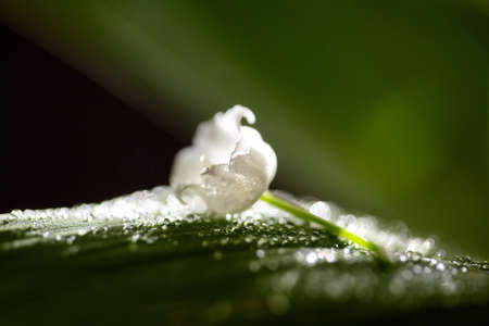 Lily of the valley flowers with raindrops flowing down the leaves and flowers. Blooming ecology nature concept. Shallow depth of field, macroの写真素材