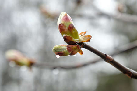 Chestnut Buds in the Rain. Horse chestnut tree buds. Shallow depth of field