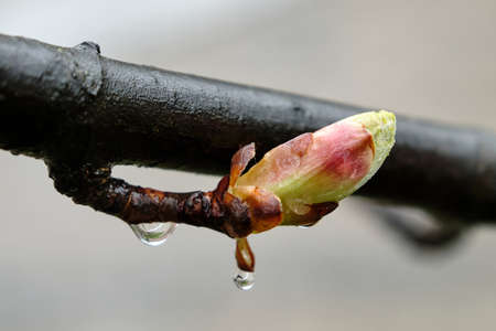 Chestnut Buds in the Rain. Horse chestnut tree buds. Shallow depth of fieldの写真素材