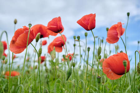 Bright red poppy flowers on the blue sky background. Beautiful summer day.