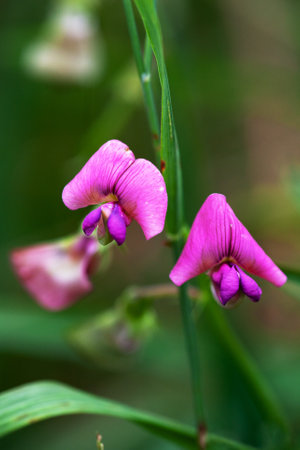 Close-up of pink wild sweet pea flowers on the meadow on natural green blurred background. Selective focus.の写真素材