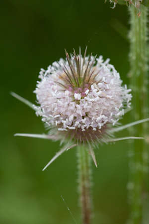 Macro closeup of prickly cone with spines and tiny white flowers of Dipsacus fullonum wild teasel....