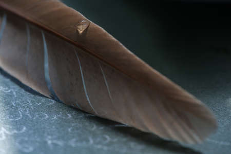 Fragment of bird's feather with water drops. Macro shot of a water drop on a bird's feather.の写真素材