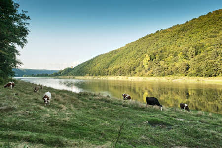 Cows Graze On The River Bank. Dniester river landscape. National Nature Park Podilski Tovtry, the Dniester River, Ukraine.の写真素材