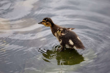 Little ducklings splashes in the lake. Splendid closeup natural scene on the lake.の写真素材