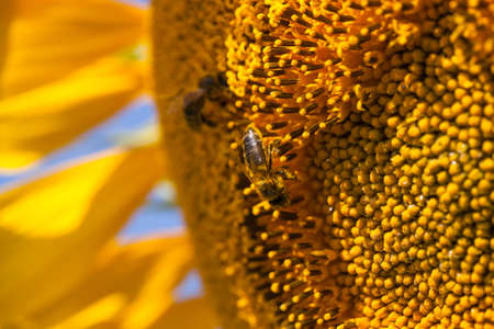Bee gathering pollen in sunflower field, macro view. Sunflower natural background.の写真素材