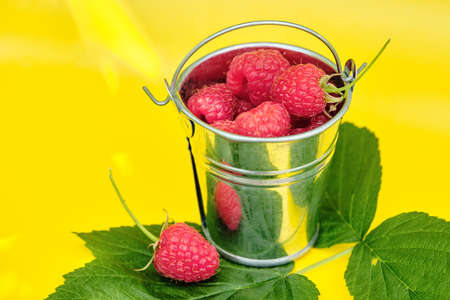 Fresh ripe raspberries in a metal small bucket on a yellow background. Juicy raspberry full of vitaminsの写真素材