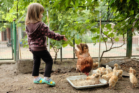 A little girl watching his chickens. Mother hen with chickens in a rural yard. Summer activities for kids.の写真素材