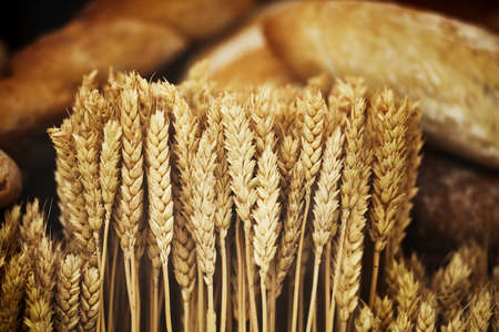 Ears of golden wheat in close-up. Assorted crispy fresh bread with wheat spikelets. Concept Rich Harvestの素材 [FY310190065927]