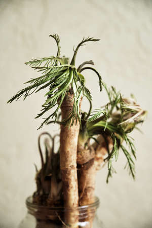 Fresh, dug-out root horseradish with leaves. closeup. selective focusの写真素材