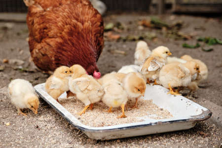 Mother hen and baby chicks feeding on grains in the backyard. Poultry organic farm.
