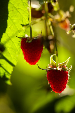 Fresh raspberries hangs on the bush in backlight. Rays of sun pass through the berry. Red...