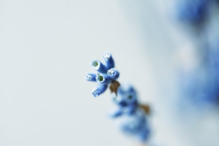 Closeup Macro of Dried lavender branches. Bunches of small white seeds on thin branches. Selected...