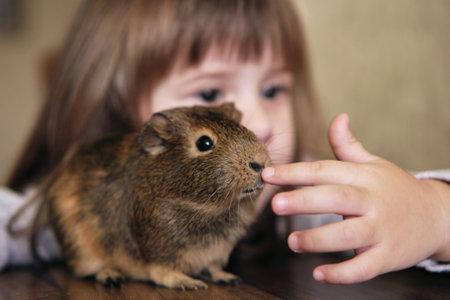 Portrait of baby girl hugging brown guinea pig. A child plays with the pet at home. pet care. selective focus photo of animalの写真素材