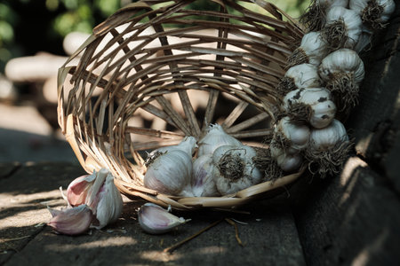 Garlic in a rustic basket. Pile of garlic on jute. organic products.の写真素材