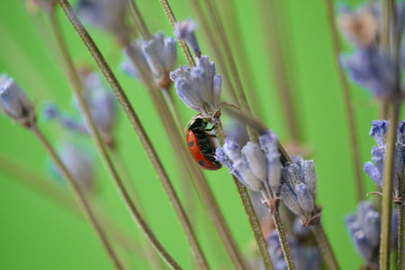 Closeup of a ladybug on a lavender flower. Lavender flower and ladybug on green background. Shallow depth of fieldの写真素材