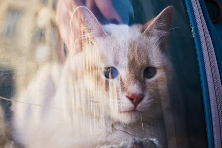 White cat in backpack with porthole. Domestic cat looks out window of transparent backpack. Backpack for carrying animals. pet friendly concept. Shallow Depth of Fieldの写真素材