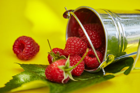 Fresh ripe raspberries in a metal small bucket on a yellow background. Juicy raspberry full of...