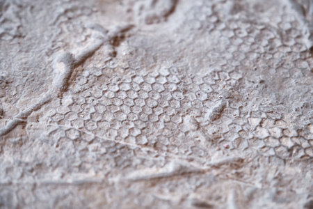 The graphoglyptid trace fossil Paleodicyon. Paleodictyon is a trace fossil, usually interpreted to...